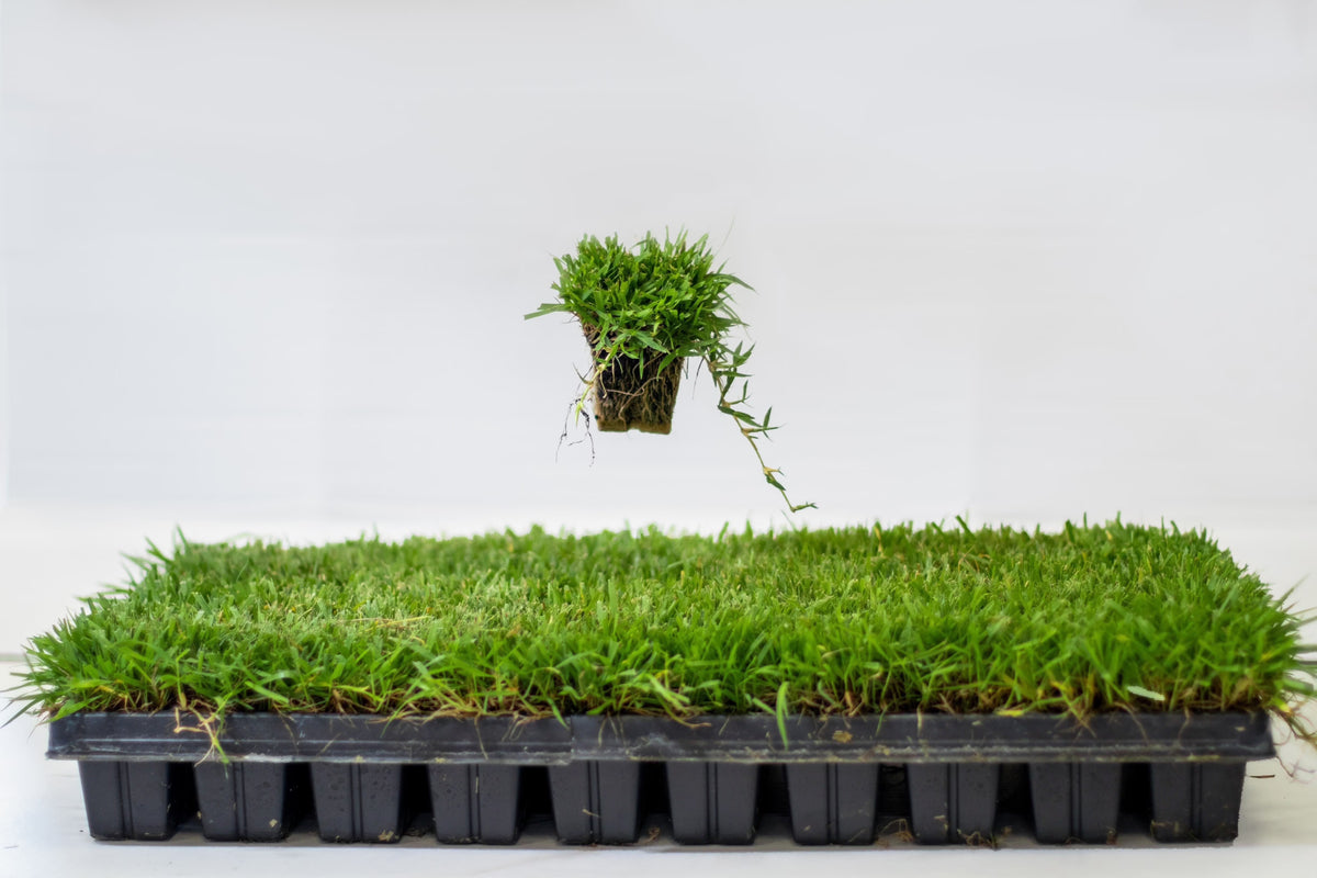 Zoysia Plugs - 100 Full Zoysia Grass Plugs - Product image 1
