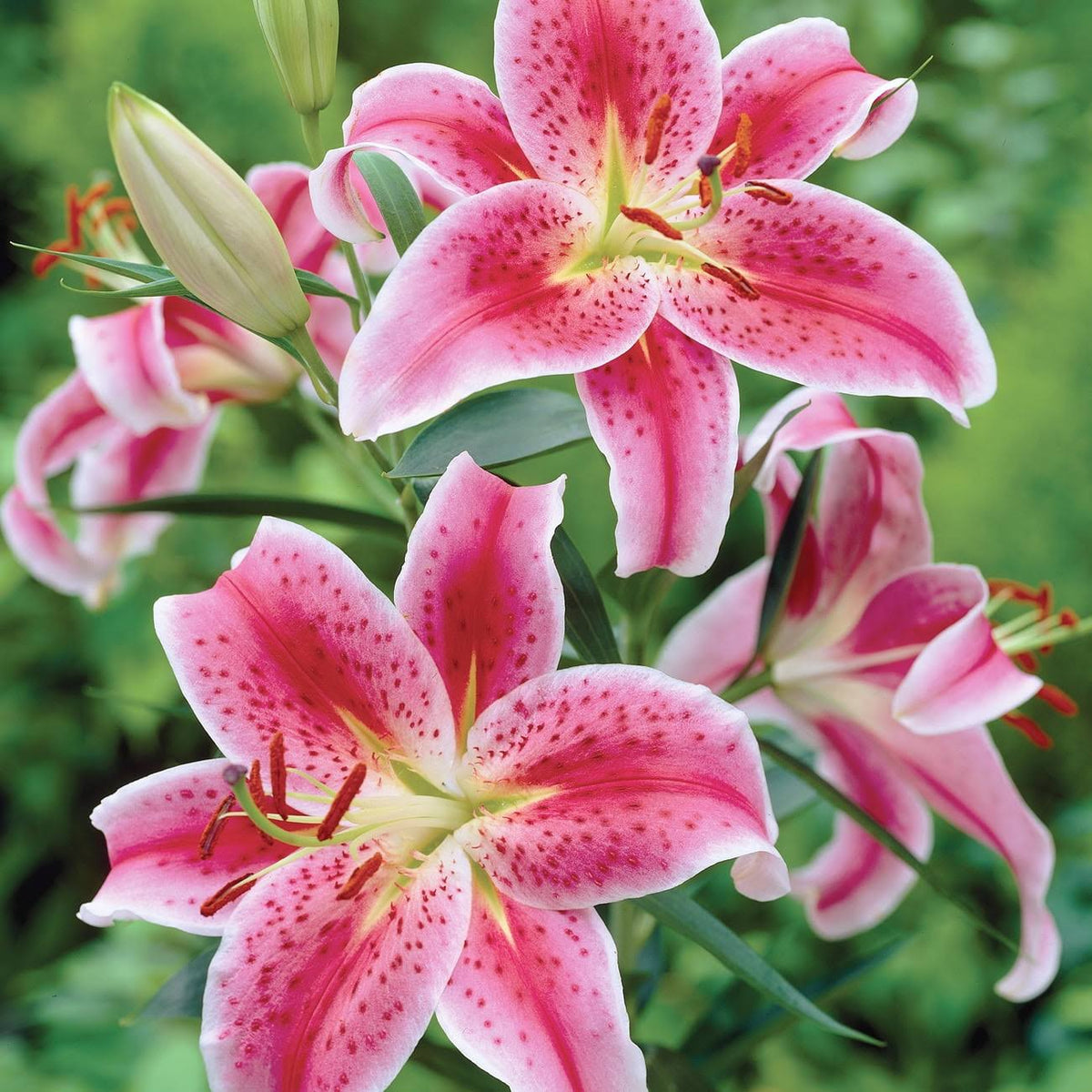 Van Zyverden Lily Stargazer Dormant Partial Sun Perennial Bulb - Red - 3 ct - Product image 1